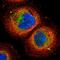 GRIP1-associated protein 1 antibody, HPA000615, Atlas Antibodies, Immunofluorescence image 