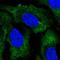 Ribosomal Protein S2 antibody, HPA055133, Atlas Antibodies, Immunofluorescence image 