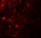 Androgen Induced 1 antibody, 6785, ProSci, Immunofluorescence image 