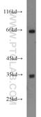 Family With Sequence Similarity 78 Member A antibody, 21038-1-AP, Proteintech Group, Western Blot image 