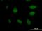 Amyloid P Component, Serum antibody, H00000325-M11, Novus Biologicals, Immunofluorescence image 