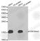 Histone Cluster 3 H3 antibody, A2368, ABclonal Technology, Western Blot image 