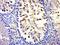 MYCBP-associated protein antibody, orb157919, Biorbyt, Immunohistochemistry paraffin image 