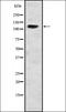 Ubiquitin carboxyl-terminal hydrolase 37 antibody, orb335092, Biorbyt, Western Blot image 
