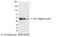 AU1 epitope tag antibody, NB600-457, Novus Biologicals, Western Blot image 