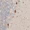 Motile Sperm Domain Containing 1 antibody, HPA031158, Atlas Antibodies, Immunohistochemistry frozen image 
