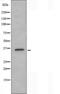 Taste receptor type 2 member 7 antibody, orb227656, Biorbyt, Western Blot image 