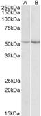 Cold-inducible RNA-binding protein antibody, 42-632, ProSci, Enzyme Linked Immunosorbent Assay image 