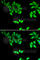 OXA1L Mitochondrial Inner Membrane Protein antibody, A6300, ABclonal Technology, Immunofluorescence image 