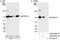 Protein phosphatase 1G antibody, A300-880A, Bethyl Labs, Western Blot image 