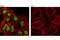 Sal-like protein 4 antibody, 8459S, Cell Signaling Technology, Immunocytochemistry image 