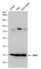 DND MicroRNA-Mediated Repression Inhibitor 1 antibody, PA5-78677, Invitrogen Antibodies, Western Blot image 