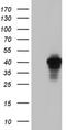 AKAP7 antibody, NBP2-46504, Novus Biologicals, Western Blot image 