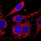 Cytochrome C Oxidase Subunit 4I1 antibody, MAB6980, R&D Systems, Immunocytochemistry image 