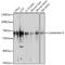 Keratin 9 antibody, GTX64779, GeneTex, Western Blot image 