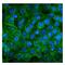 Cadherin 3 antibody, M03353, Boster Biological Technology, Immunofluorescence image 