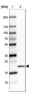 60S ribosomal protein L24 antibody, NBP2-33622, Novus Biologicals, Western Blot image 