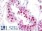PCNA antibody, LS-B9987, Lifespan Biosciences, Immunohistochemistry frozen image 