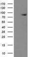 Zinc Finger BED-Type Containing 1 antibody, TA505069, Origene, Western Blot image 