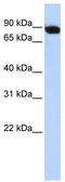 Activating Transcription Factor 6 Beta antibody, TA329335, Origene, Western Blot image 