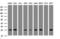 Cytidine/Uridine Monophosphate Kinase 1 antibody, LS-C174290, Lifespan Biosciences, Western Blot image 