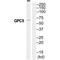 Glypican-5 antibody, PA5-50185, Invitrogen Antibodies, Western Blot image 