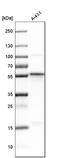 SEC62 Homolog, Preprotein Translocation Factor antibody, HPA014059, Atlas Antibodies, Western Blot image 