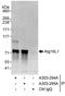 Autophagy Related 16 Like 1 antibody, A303-294A, Bethyl Labs, Immunoprecipitation image 