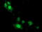 Cyclin Dependent Kinase 2 antibody, TA502915, Origene, Immunofluorescence image 