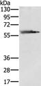 SLC29A4 antibody, PA5-50877, Invitrogen Antibodies, Western Blot image 