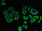 Solute Carrier Family 3 Member 1 antibody, LS-C679517, Lifespan Biosciences, Immunofluorescence image 