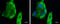 C-X-C Motif Chemokine Ligand 13 antibody, GTX108471, GeneTex, Immunocytochemistry image 
