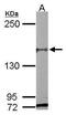 PAS domain-containing serine/threonine-protein kinase antibody, GTX111433, GeneTex, Western Blot image 