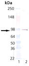 Estrogen Receptor 1 antibody, ADI-SRA-1010-D, Enzo Life Sciences, Western Blot image 