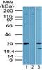 LIN28A antibody, PA5-23408, Invitrogen Antibodies, Western Blot image 