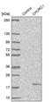 Protein Churchill antibody, PA5-59056, Invitrogen Antibodies, Western Blot image 