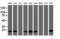 Copper Metabolism Domain Containing 1 antibody, LS-C174030, Lifespan Biosciences, Western Blot image 