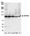 MTHFD1 antibody, A305-285A, Bethyl Labs, Western Blot image 