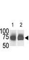 Sphingosine kinase 2 antibody, AP13924PU-N, Origene, Western Blot image 