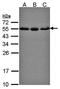 Phospholipase C Gamma 2 antibody, orb14722, Biorbyt, Western Blot image 