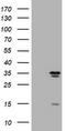 Thymidylate Synthetase antibody, TA801551, Origene, Western Blot image 