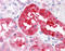 Ring Finger Protein 144B antibody, 51-606, ProSci, Immunohistochemistry frozen image 