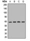 Interferon alpha/beta receptor 2 antibody, orb412025, Biorbyt, Western Blot image 