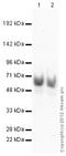 Paraspeckle Component 1 antibody, ab104238, Abcam, Western Blot image 