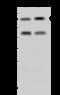 Ran-binding protein 3 antibody, 202037-T42, Sino Biological, Western Blot image 