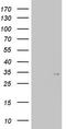 Homeobox protein TGIF1 antibody, LS-C789495, Lifespan Biosciences, Western Blot image 