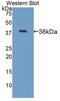 Lumican antibody, LS-C295202, Lifespan Biosciences, Western Blot image 