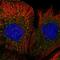 Mitochondrial Ribosomal Protein L50 antibody, HPA056854, Atlas Antibodies, Immunocytochemistry image 