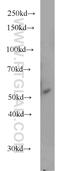 Secretogranin III antibody, 10954-1-AP, Proteintech Group, Western Blot image 
