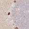 hLib antibody, NBP1-93556, Novus Biologicals, Immunohistochemistry frozen image 